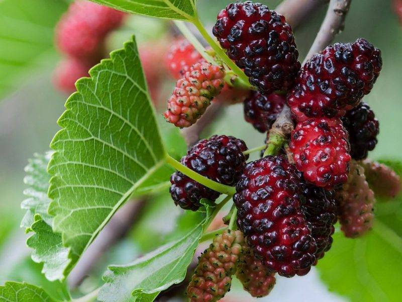 Шелковица купить саженцы из питомнике в Краснокаменске