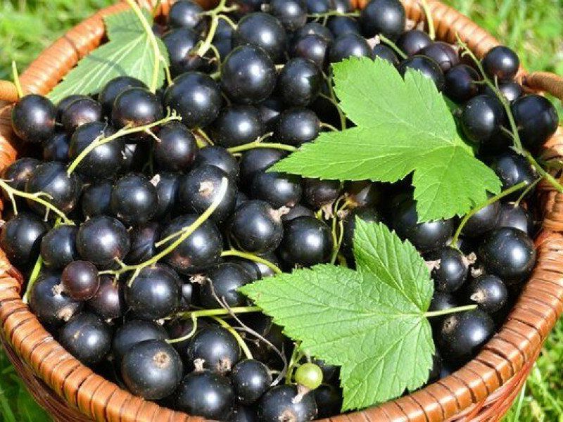 Смородина купить саженцы из питомника в Краснокаменске