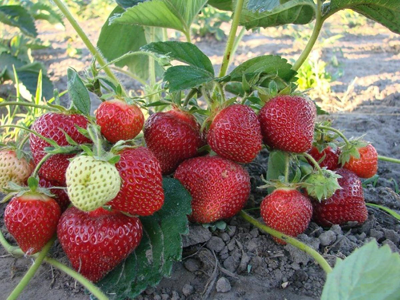 Клубника купить саженцы из питомника в Краснокаменске