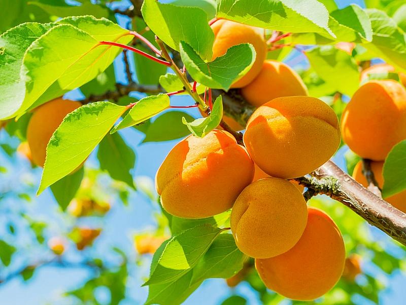 Абрикос купить саженцы из питомнике в Краснокаменске
