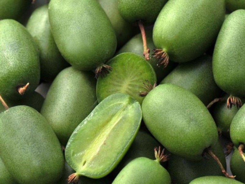 Актинидия купить саженцы из питомнике в Краснокаменске