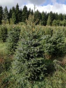 Ель Сербская "ОМОРИКА" 2-х летка (стакан С2)