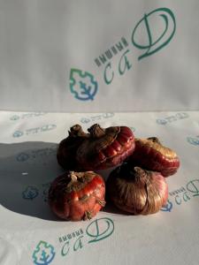 Гладиолус Багги (5 шт. луковиц в упаковке)
